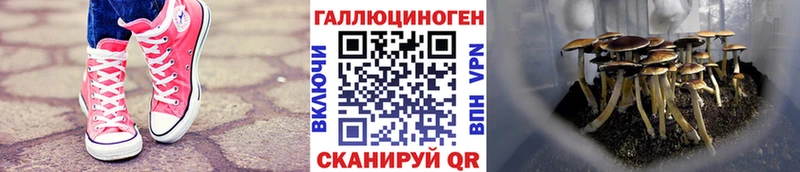 магазин    Миллерово  Галлюциногенные грибы мицелий 